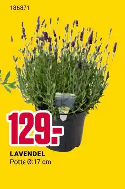 Europris LAVENDEL tilbud