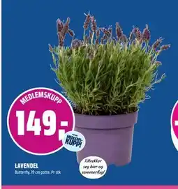 Coop Obs LAVENDEL, Medlemspris tilbud