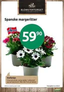 Joker Spanske margeritter tilbud