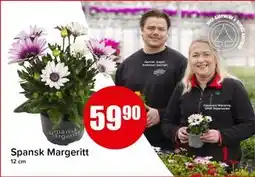Spar Spansk Margeritt tilbud