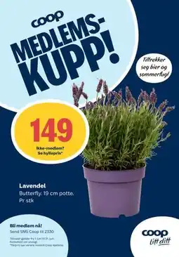 Matkroken Lavendel, Medlemspris tilbud