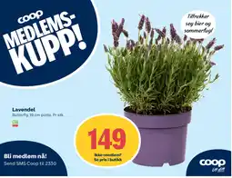 Coop Extra Lavendel tilbud
