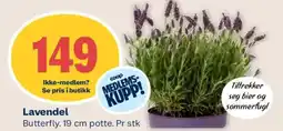 Coop Mega Lavendel tilbud