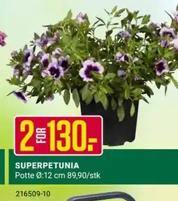 Europris SUPERPETUNIA tilbud