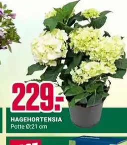 Europris HAGEHORTENSIA tilbud
