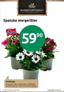 Joker Spanske margeritter tilbud