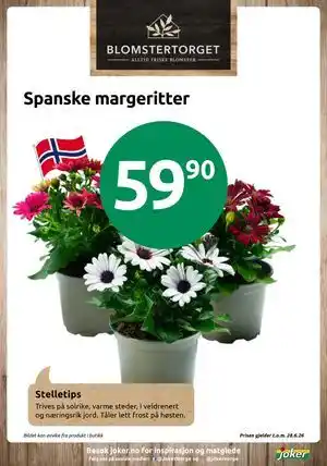 Joker Spanske margeritter tilbud