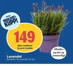 Coop Obs Lavendel, Medlemspris tilbud