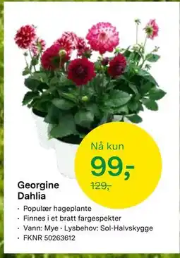 Felleskjøpet Georgine Dahlia tilbud