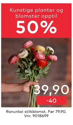 Skeidar Ranunkel stilkblomst tilbud
