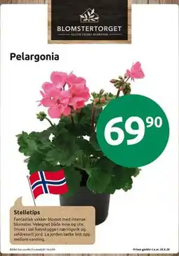 Joker Pelargonia tilbud