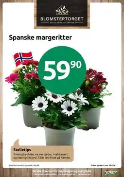 Joker Spanske margeritter tilbud
