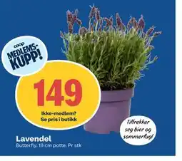 Coop Obs Lavendel, Medlemspris tilbud