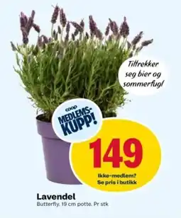Coop Obs Lavendel tilbud
