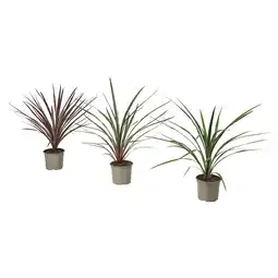 IKEA Cordyline indivisa Potteplante, Praktdracena flere farger, 17 cm tilbud