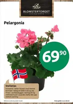 Joker Pelargonia tilbud
