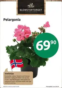 Joker Pelargonia tilbud