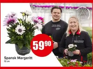 Spar Spansk Margeritt tilbud