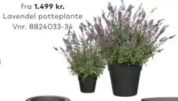 Skeidar Lavendel potteplante tilbud