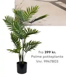Skeidar Palme potteplante tilbud