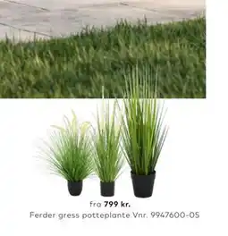 Skeidar Ferder gress potteplante tilbud
