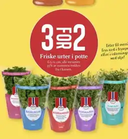 CC Mat Friske urter i potte tilbud