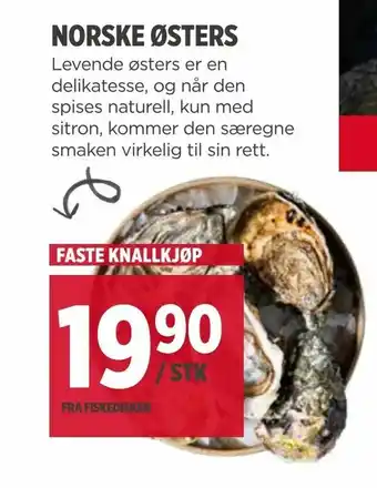 Meny Norske østers tilbud