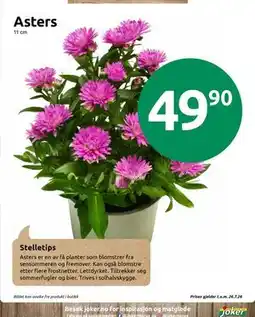 Joker Asters tilbud