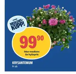 Coop Obs KRYSANTEMUM, Medlemspris tilbud