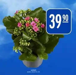 Rema 1000 ILDTOPP tilbud