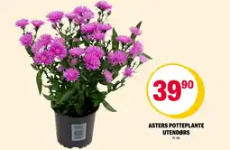 Coop Extra Asters potteplante utendørs tilbud