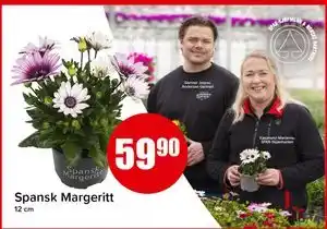 Spar Spansk Margeritt tilbud