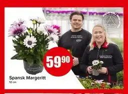 Spar Spansk Margeritt tilbud
