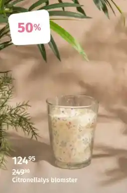 Nille Citronellalys blomster tilbud
