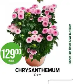 Kiwi CHRYSANTHEMUM tilbud