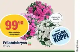 Coop Mega Frilandskryss, Medlemspris tilbud