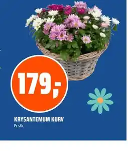 Coop Obs KRYSANTEMUM KURV tilbud