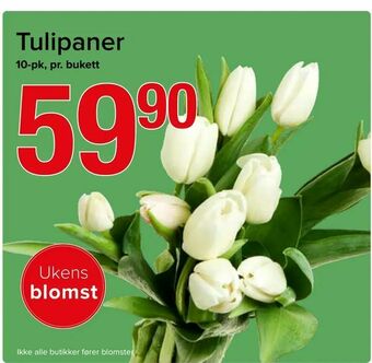 Spar Tulipaner tilbud