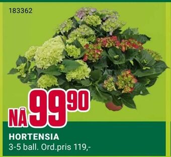 Europris Hortensia tilbud