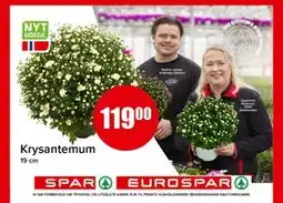 Spar Krysantemum tilbud