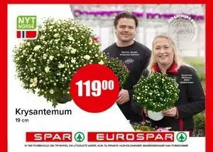 Spar Krysantemum tilbud