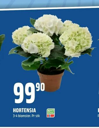 Coop Obs Hortensia tilbud