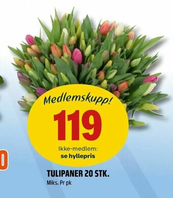 Coop Obs Tulipaner 20 stk tilbud