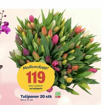 Coop Extra Tulipaner 20 stk tilbud