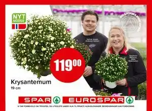 Spar Krysantemum tilbud