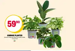 Coop Extra Grønne planter tilbud