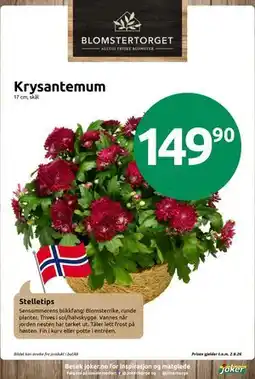 Joker Krysantemum tilbud
