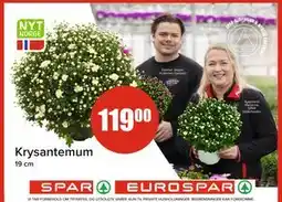 Spar Krysantemum tilbud