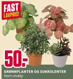 Europris GRØNNPLANTER OG SUKKULENTER tilbud