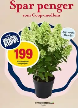 Matkroken SYRINHORTENSIA, Medlemspris tilbud